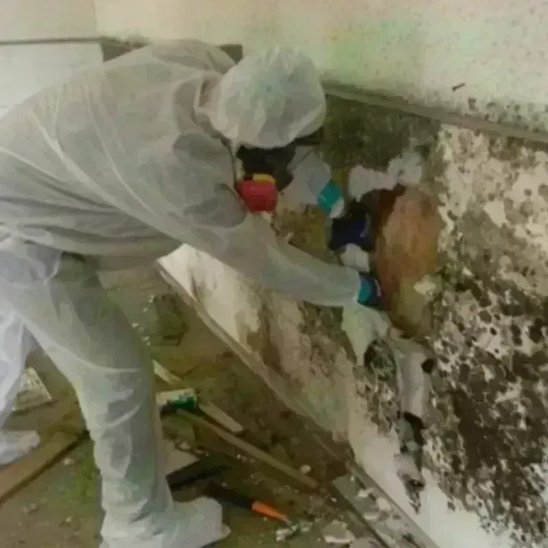 Mold Remediation and Removal in Collinsville, OK